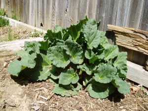 Mama Rhubarb